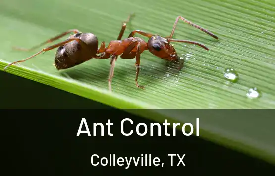  Ant Control Colleyville, TX