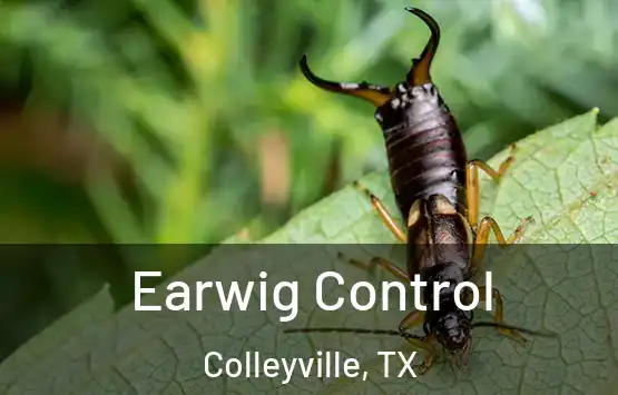  Earwig Control Colleyville, TX
