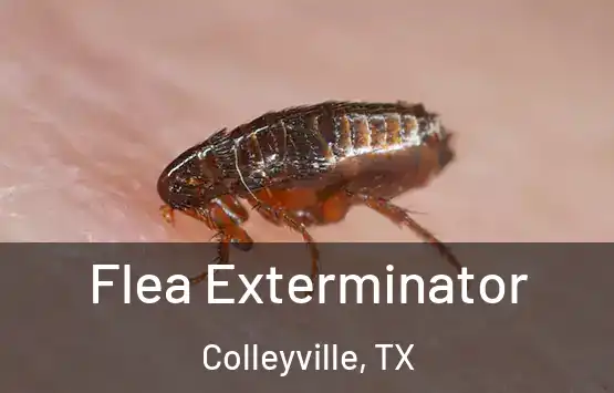  Flea Exterminator Colleyville, TX