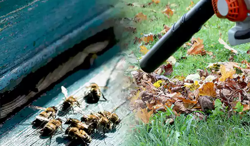Wasps Pest Control Colleyville, TX