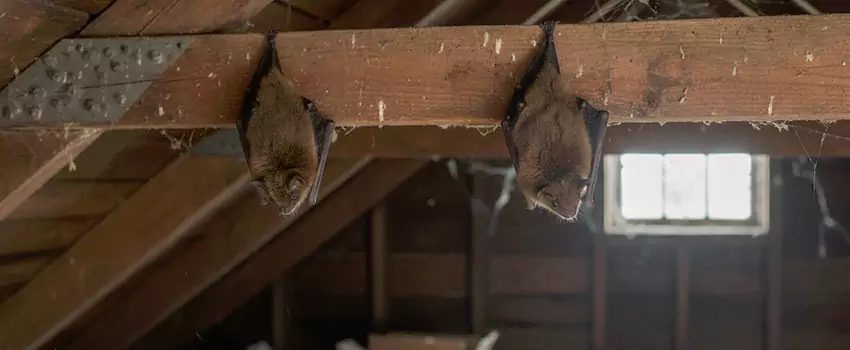bat-exterminator in Colleyville, TX