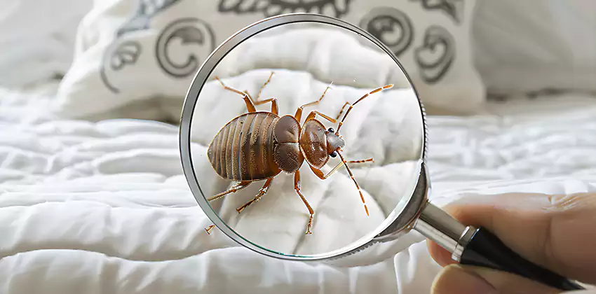bed-bug-pest-control in Colleyville, TX