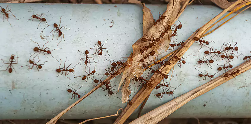 Fire Ant Extermination in Yards, Parks, and Outdoor Spaces Colleyville, TX