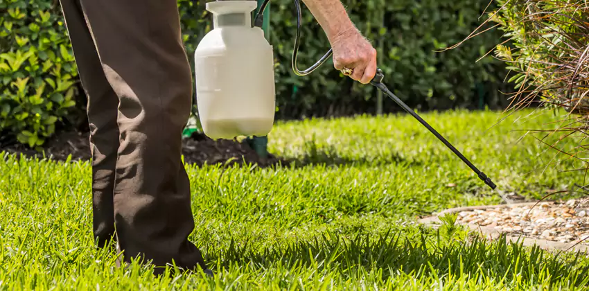 Grub Treatment for Bedrooms Colleyville, TX