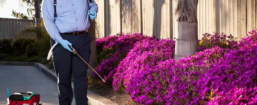 Commercial Mosquito Control Services in Colleyville, TX