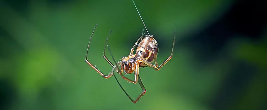 Spider and Mosquito Control Solutions Colleyville, TX