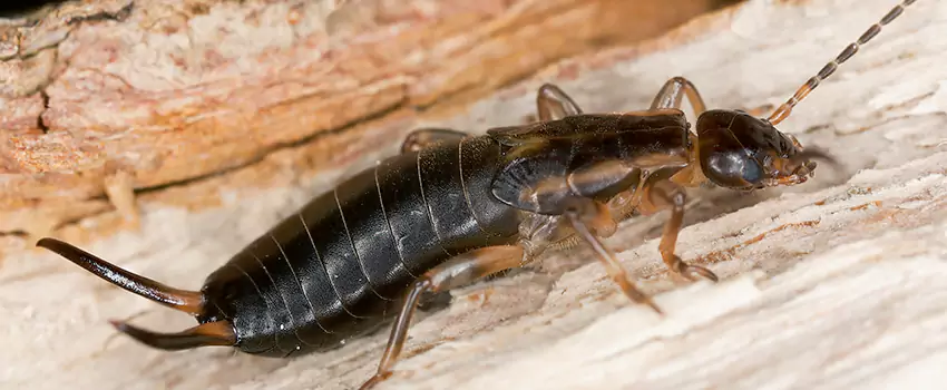 earwig-control in Colleyville, TX