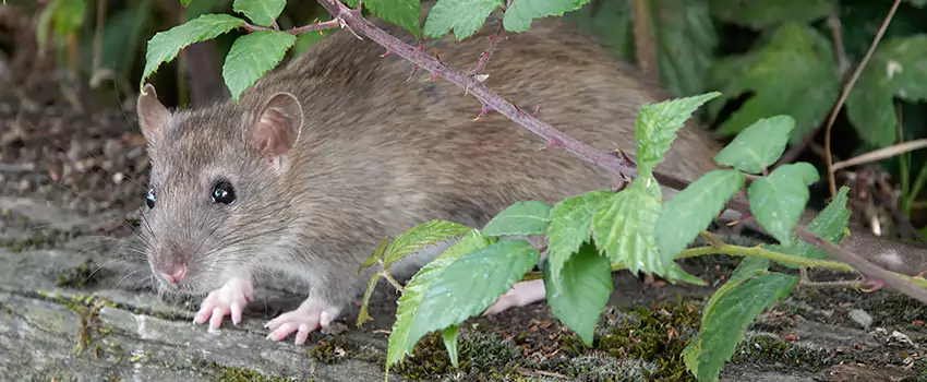 mice-control in Colleyville, TX