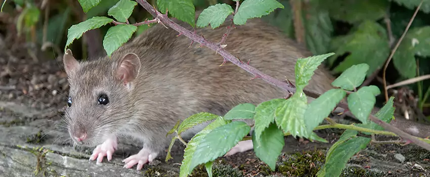 mouse-control in Colleyville, TX