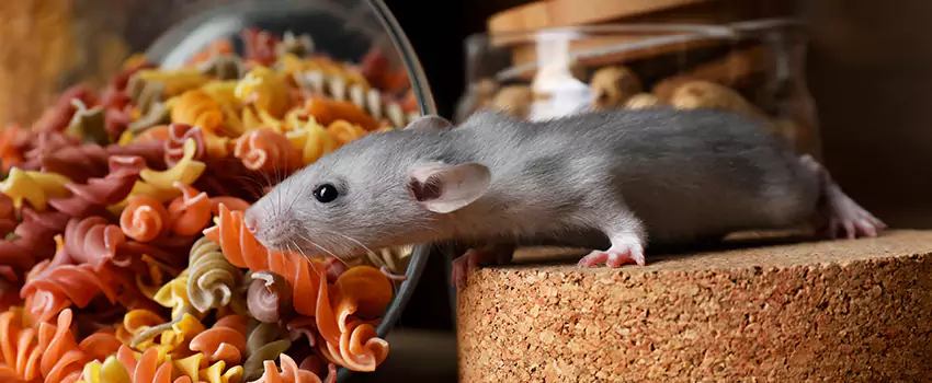 mouse-exterminator in Colleyville, TX