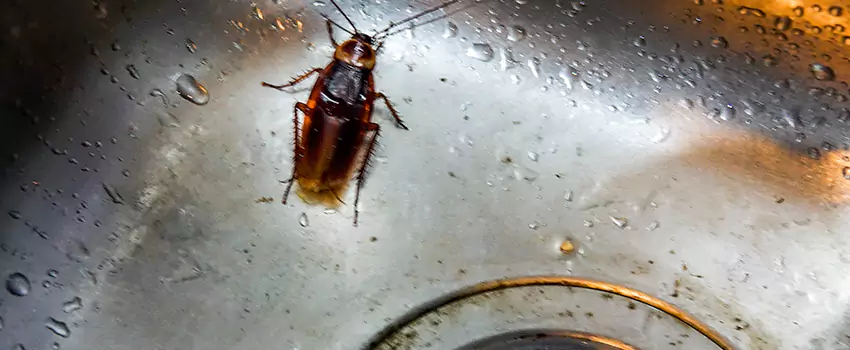 roach-control in Colleyville, TX