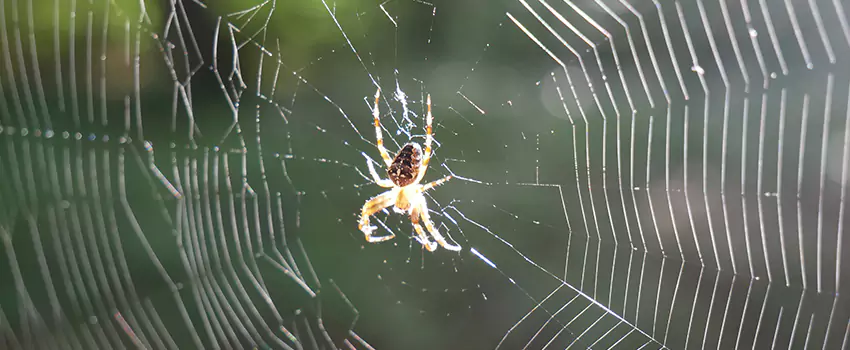 spider-pest-control in Colleyville, TX