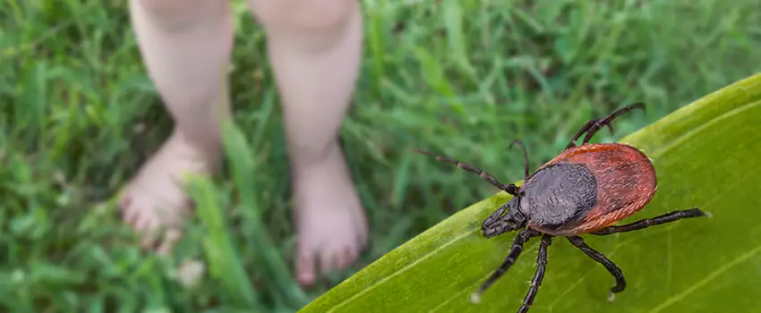 tick-treatment-for-yard in Colleyville, TX