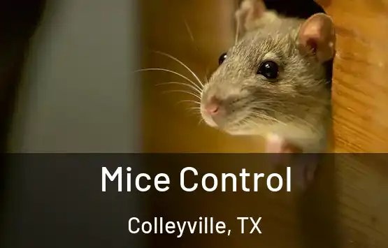  Mice Control Colleyville, TX