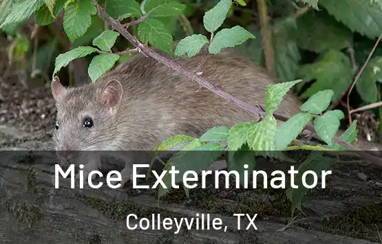  Mice Exterminator Colleyville, TX