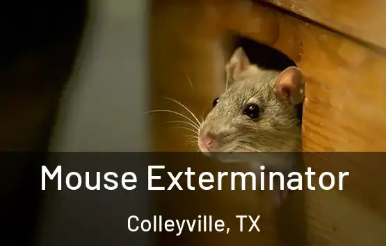  Mouse Exterminator Colleyville, TX