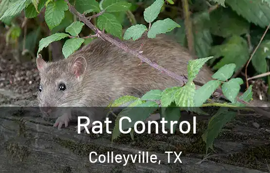  Rat Control Colleyville, TX