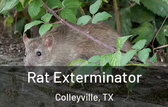  Rat Exterminator Colleyville, TX