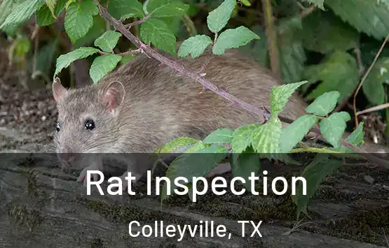  Rat Inspection Colleyville, TX