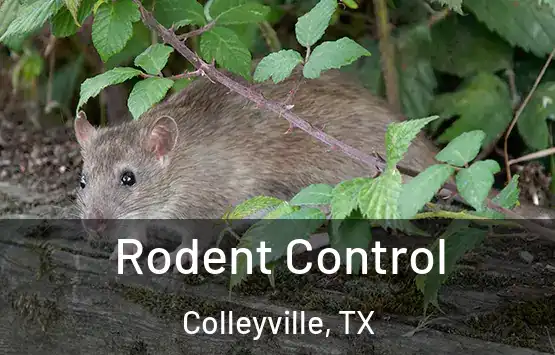  Rodent Control Colleyville, TX