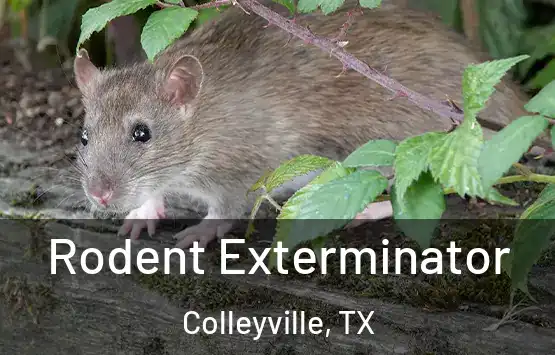  Rodent Exterminator Colleyville, TX