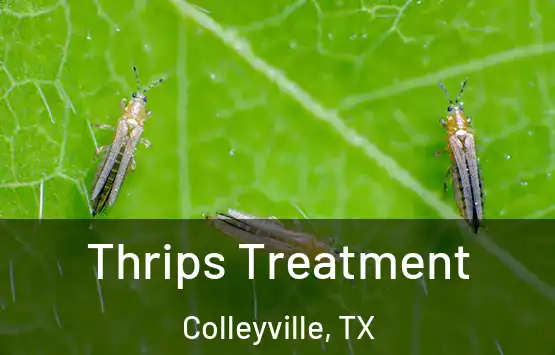  Thrips Treatment Colleyville, TX