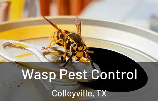  Wasp Pest Control Colleyville, TX