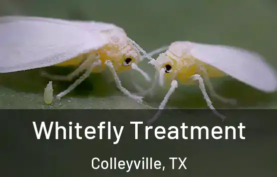 Whitefly Treatment Colleyville, TX